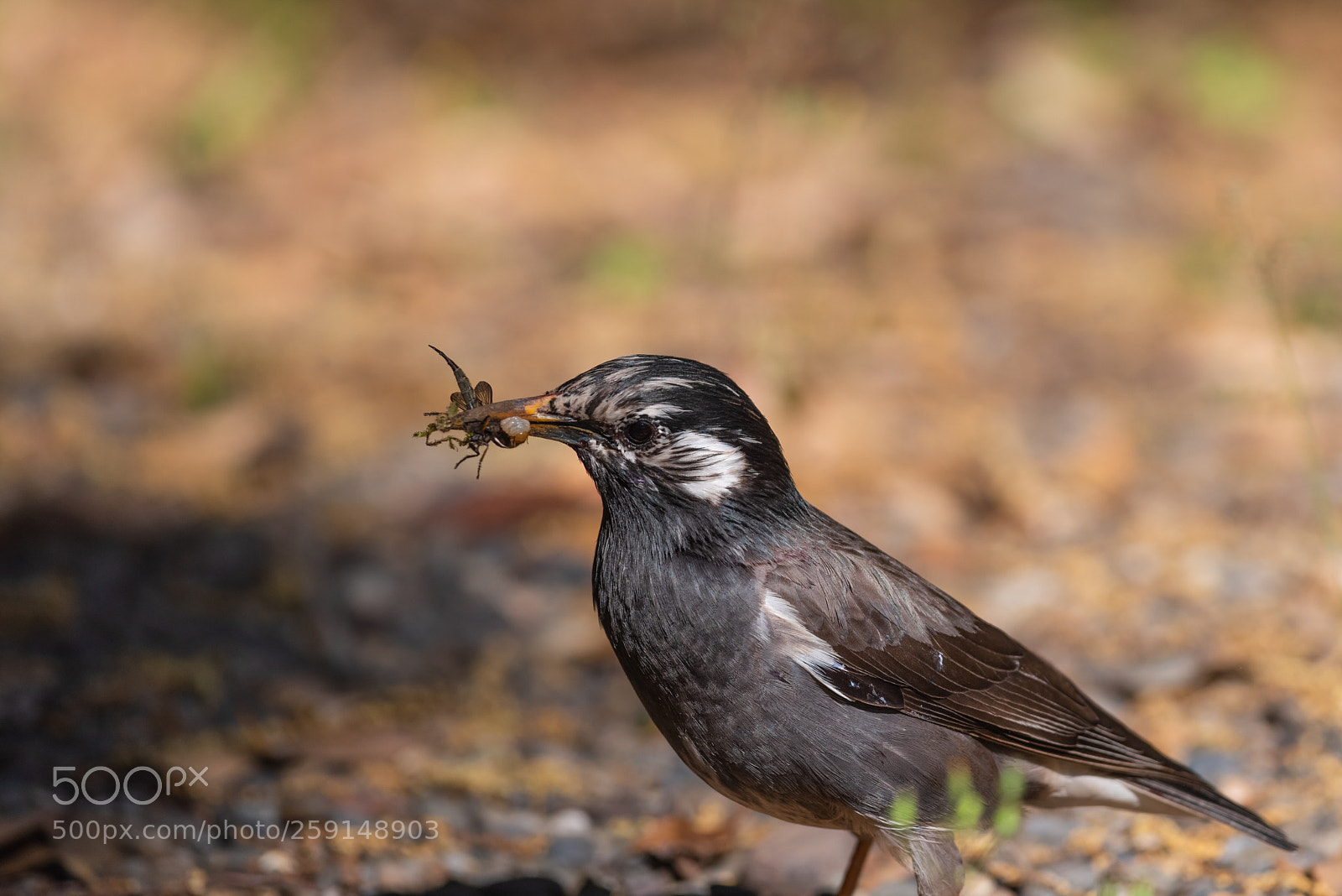 Nikon D810 sample photo. Bird photography