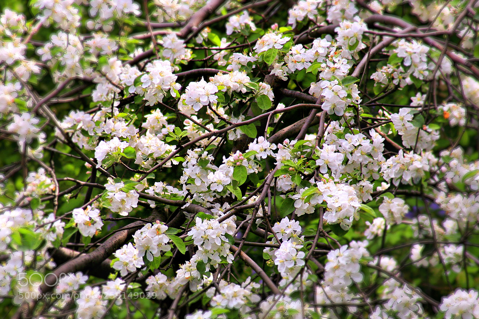 Canon EOS 5D sample photo. Apple-tree in bloom photography