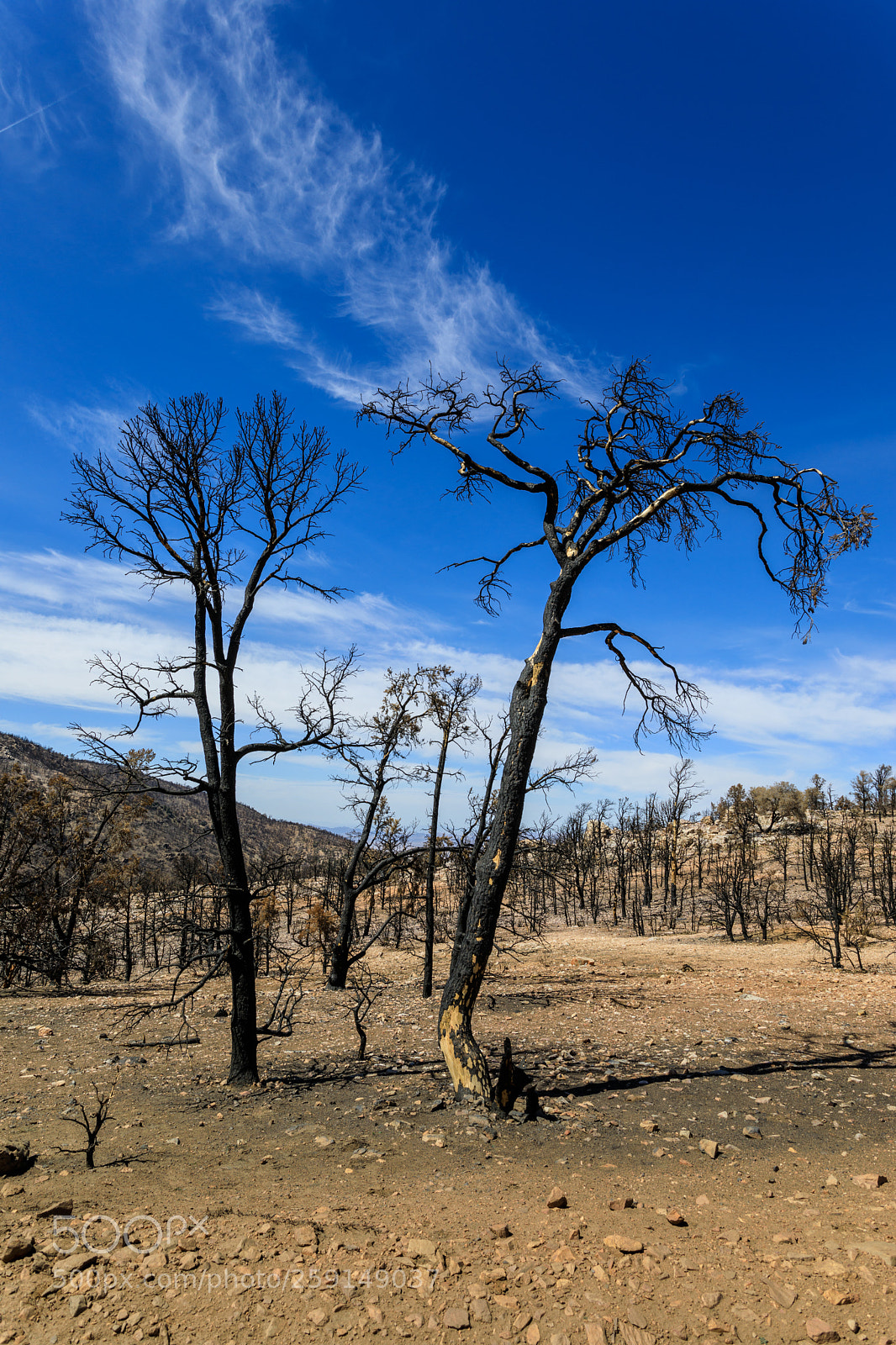 Canon EOS 5D Mark IV sample photo. Dead forest 3443 photography