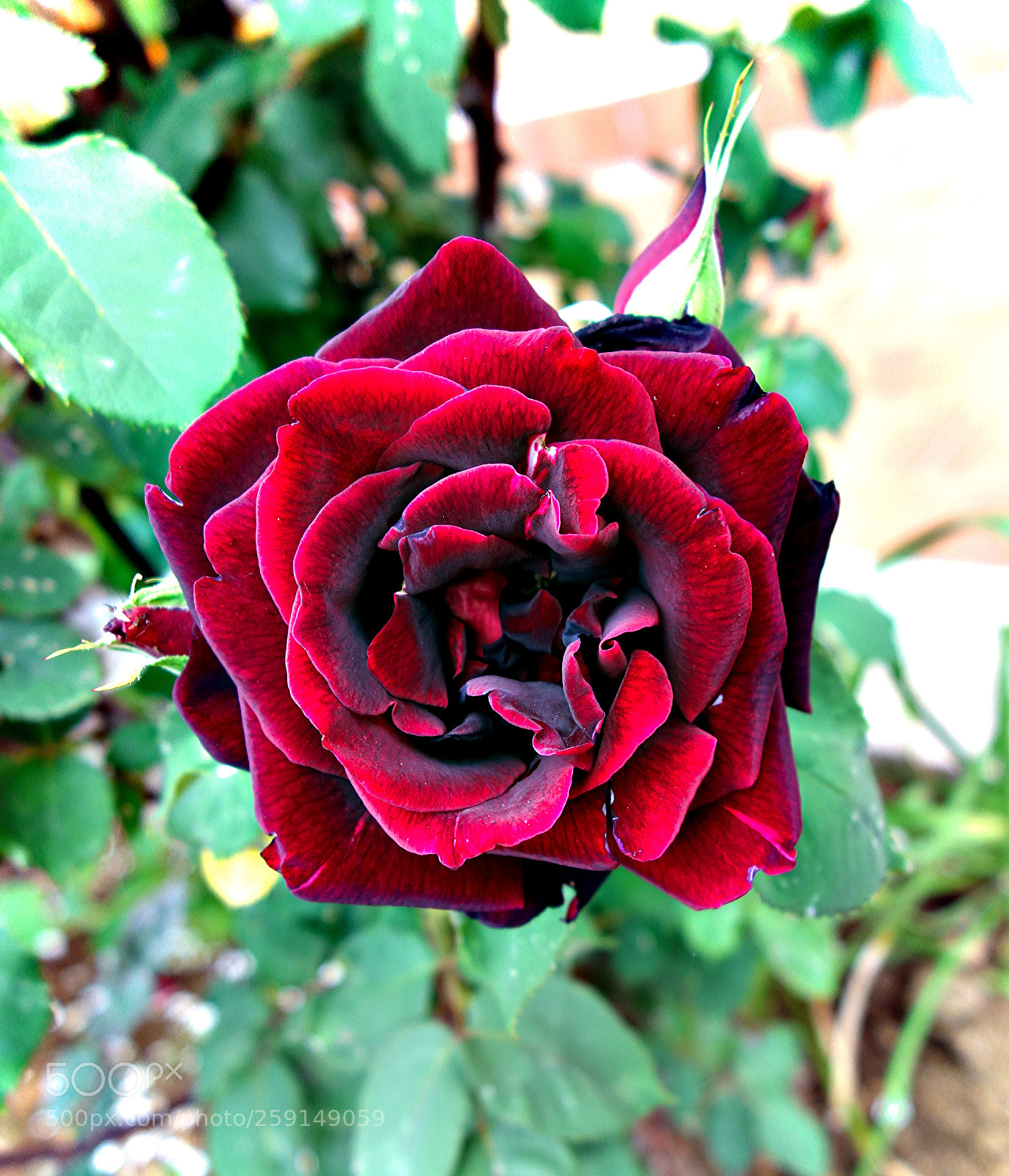 Sony Cyber-shot DSC-RX100 sample photo. Fiori di luca () photography