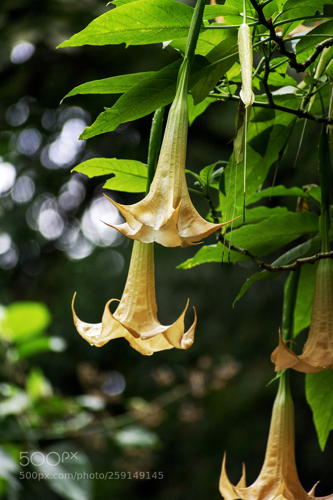 Nikon D3400 sample photo. Flora photography