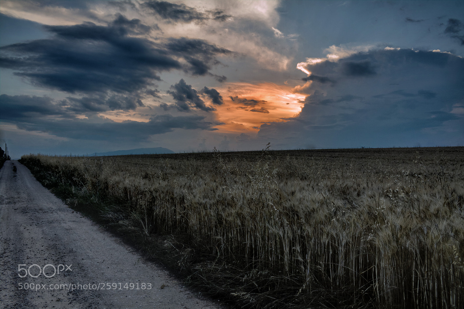 Canon EOS 50D sample photo. Wheat fields photography