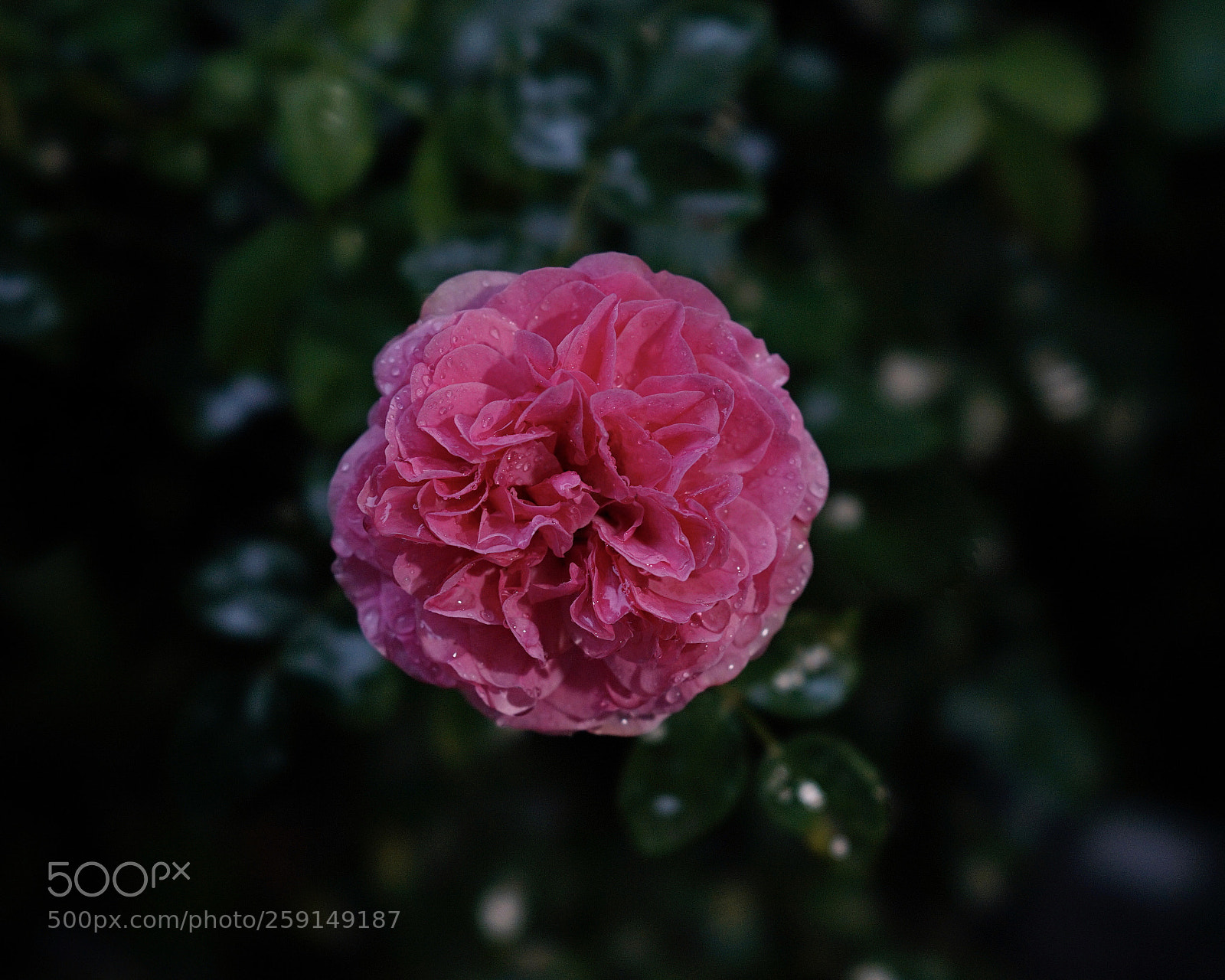 Sony a7 II sample photo. 板板正正 photography