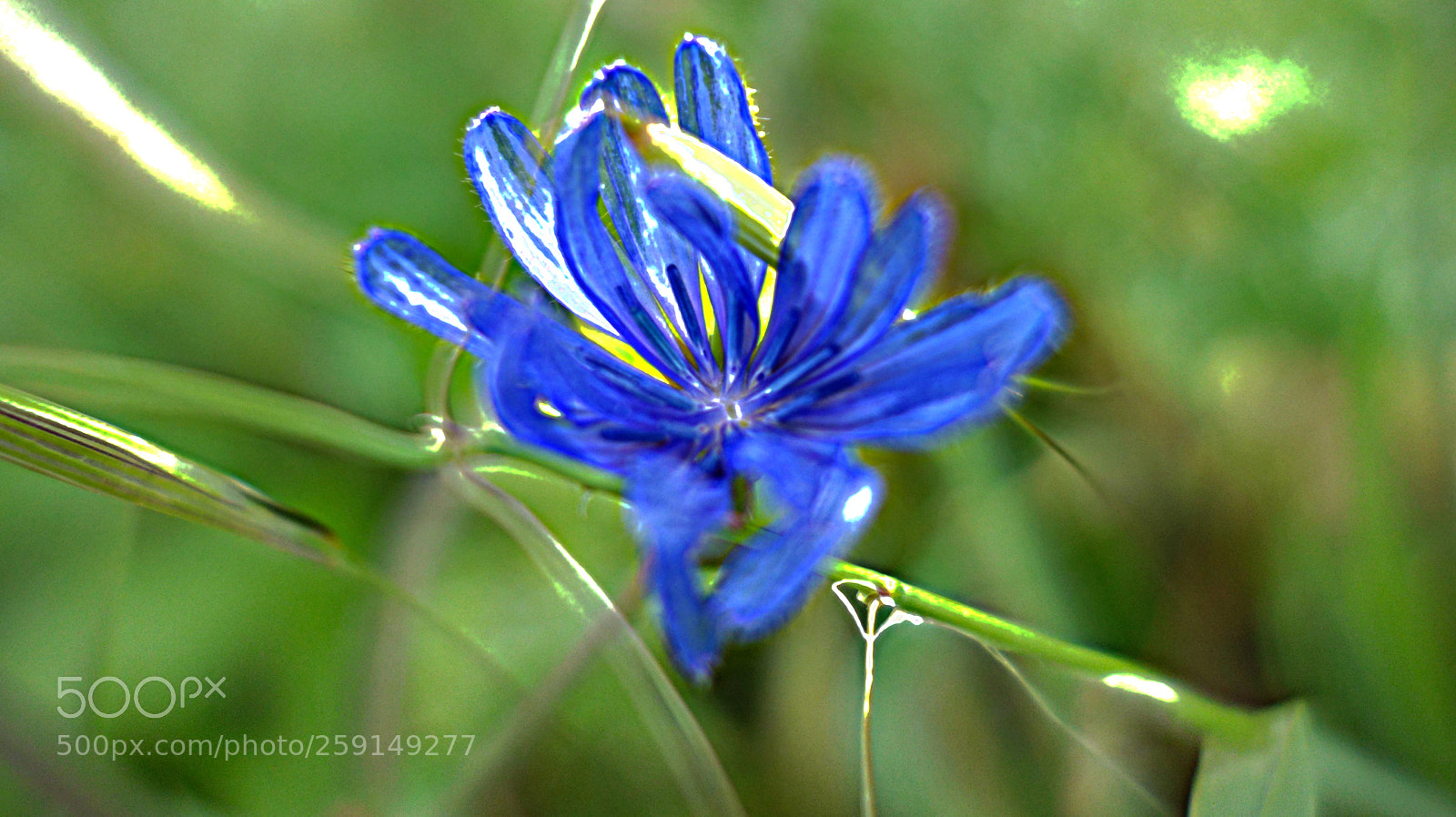 Sony Cyber-shot DSC-RX100 sample photo. Fiori di luca photography