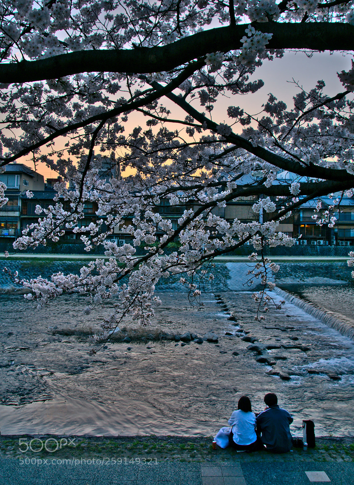 Nikon D3400 sample photo. Sakura together photography