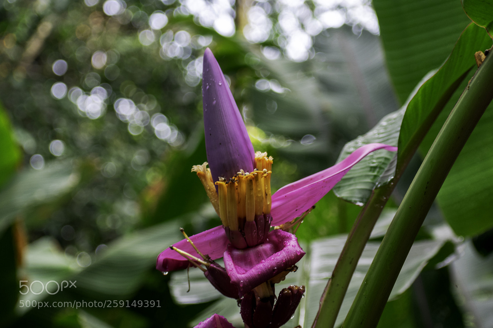 Nikon D3400 sample photo. Flora photography