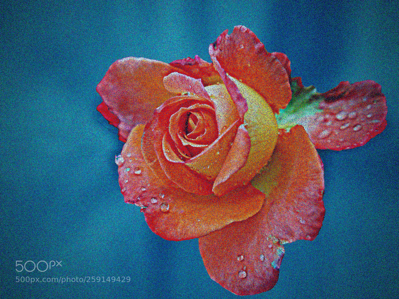 Sony Cyber-shot DSC-RX100 sample photo. Fiori di luca photography