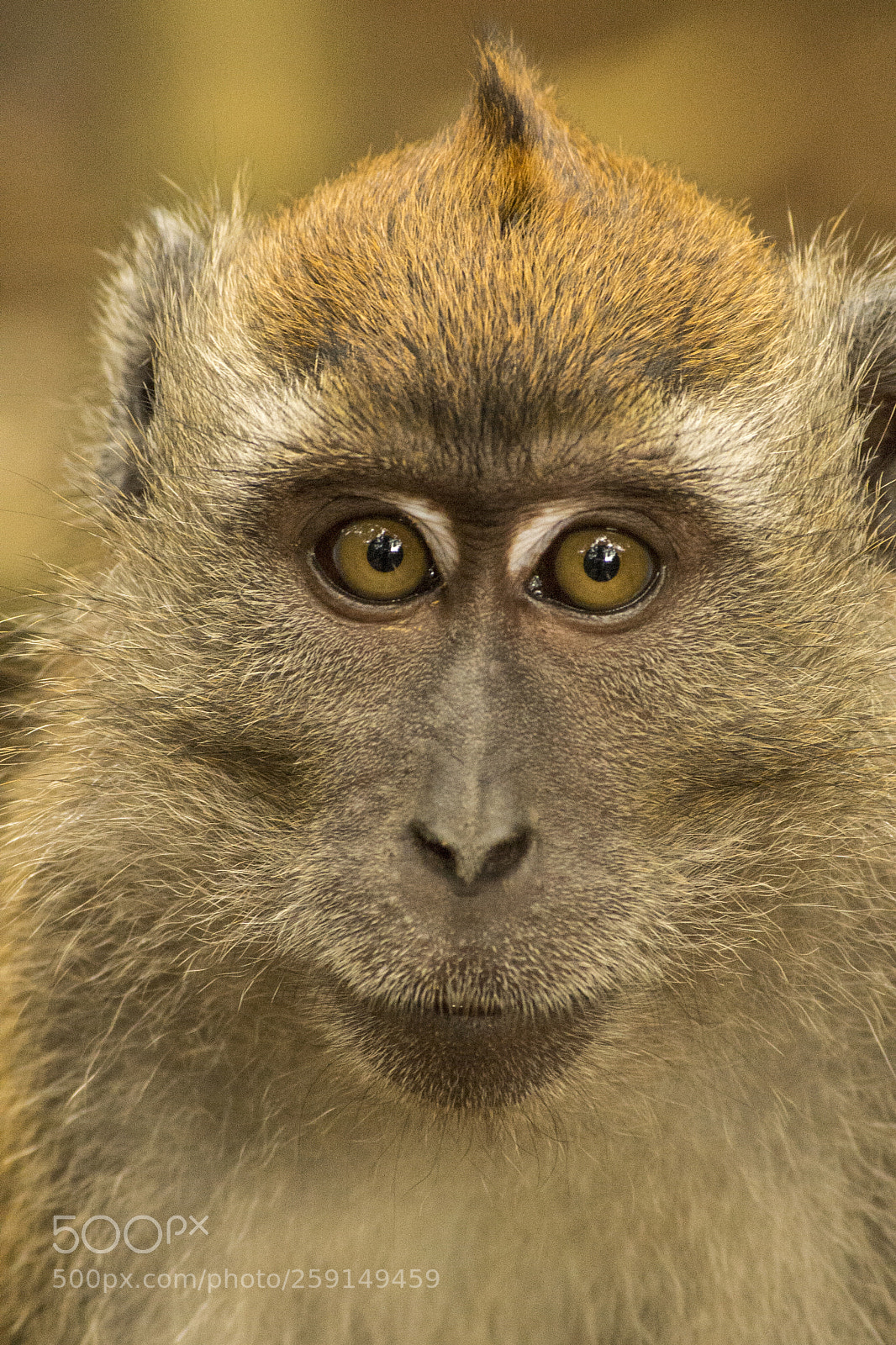 Nikon D600 sample photo. Macaque photography