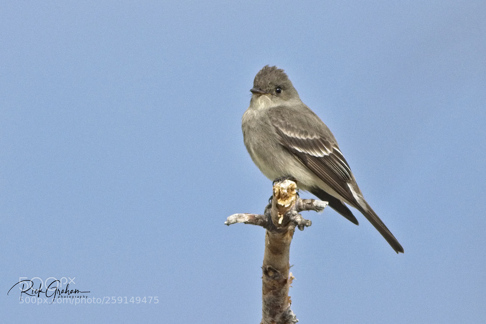 Canon EOS 80D sample photo. Western wood-pewee photography