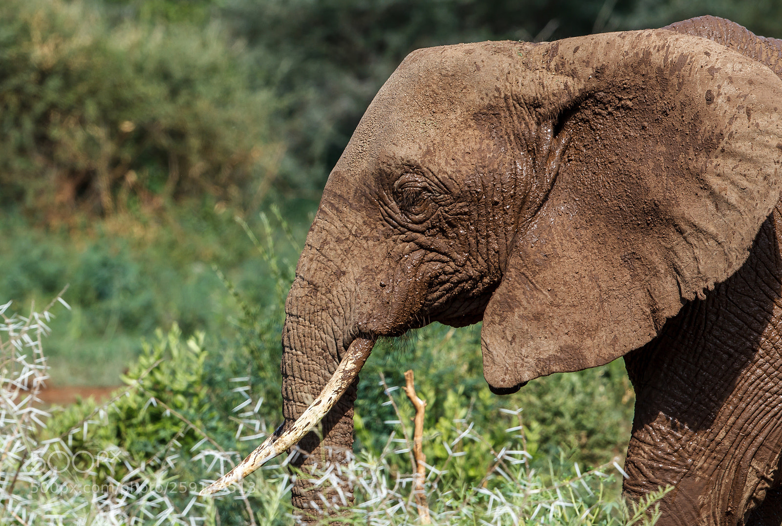 Canon EOS-1D Mark IV sample photo. An african bush elephant photography
