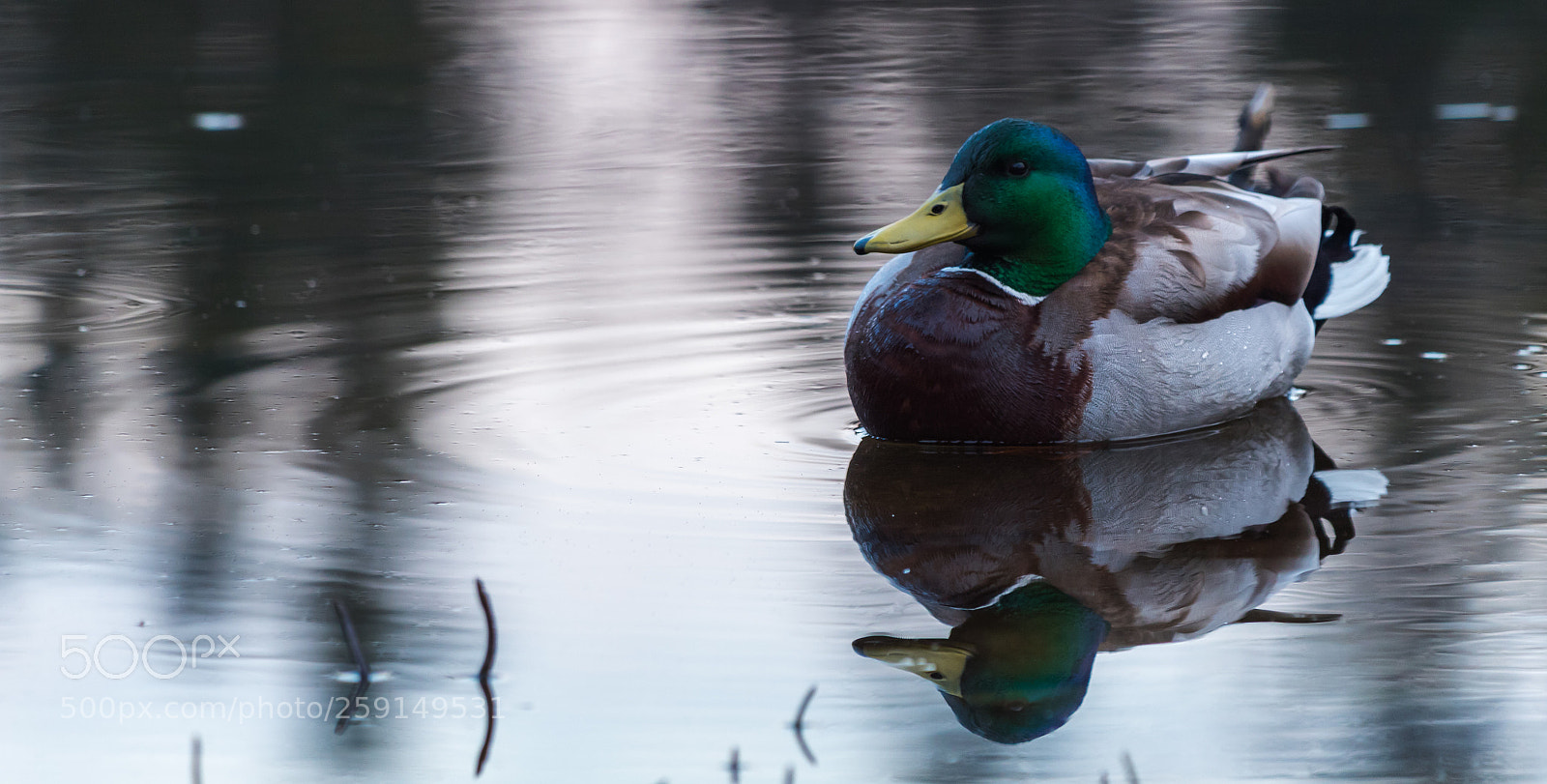 Canon EOS 1300D (EOS Rebel T6 / EOS Kiss X80) sample photo. Reflected mallard photography