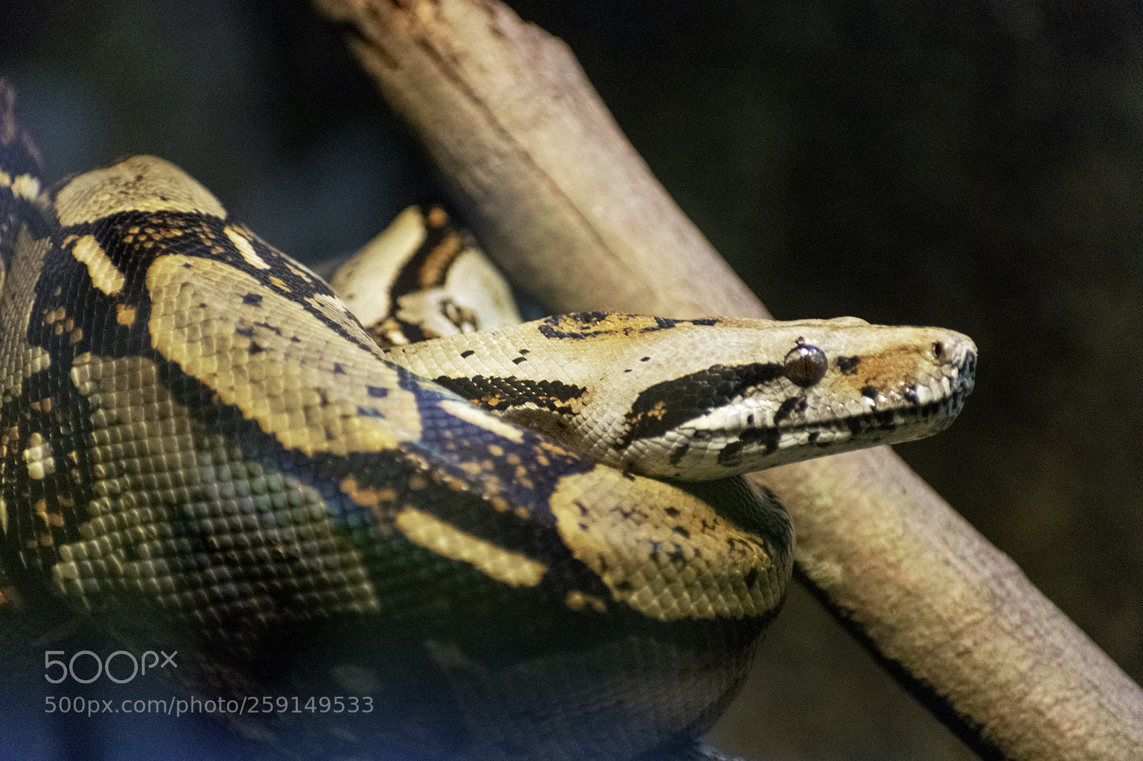 Nikon D3400 sample photo. Coiled photography