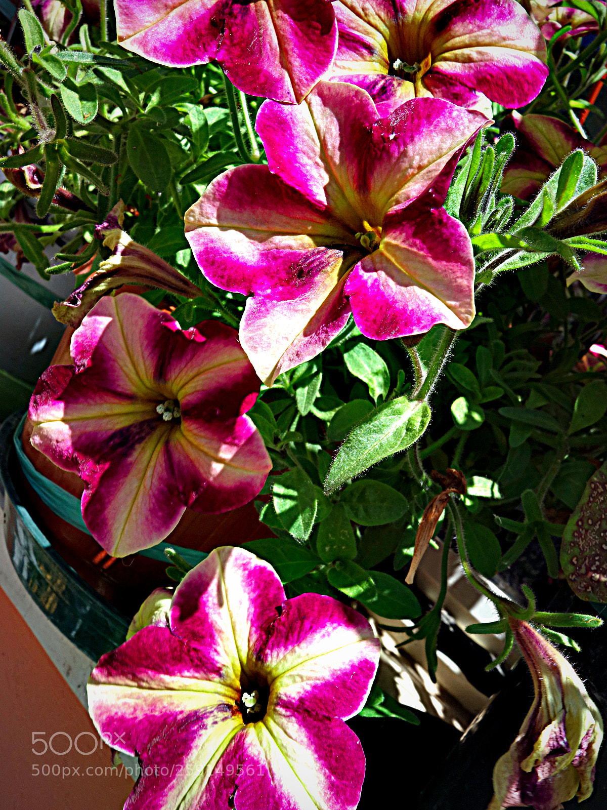 Sony Cyber-shot DSC-RX100 sample photo. Fiori di luca () photography