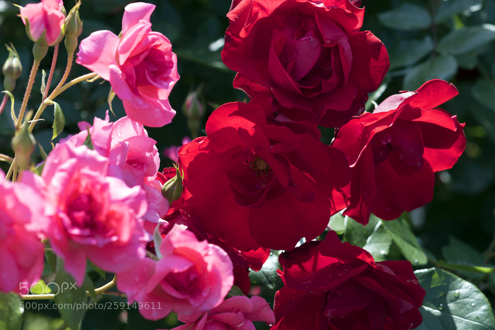 Nikon D750 sample photo. Rose3 photography