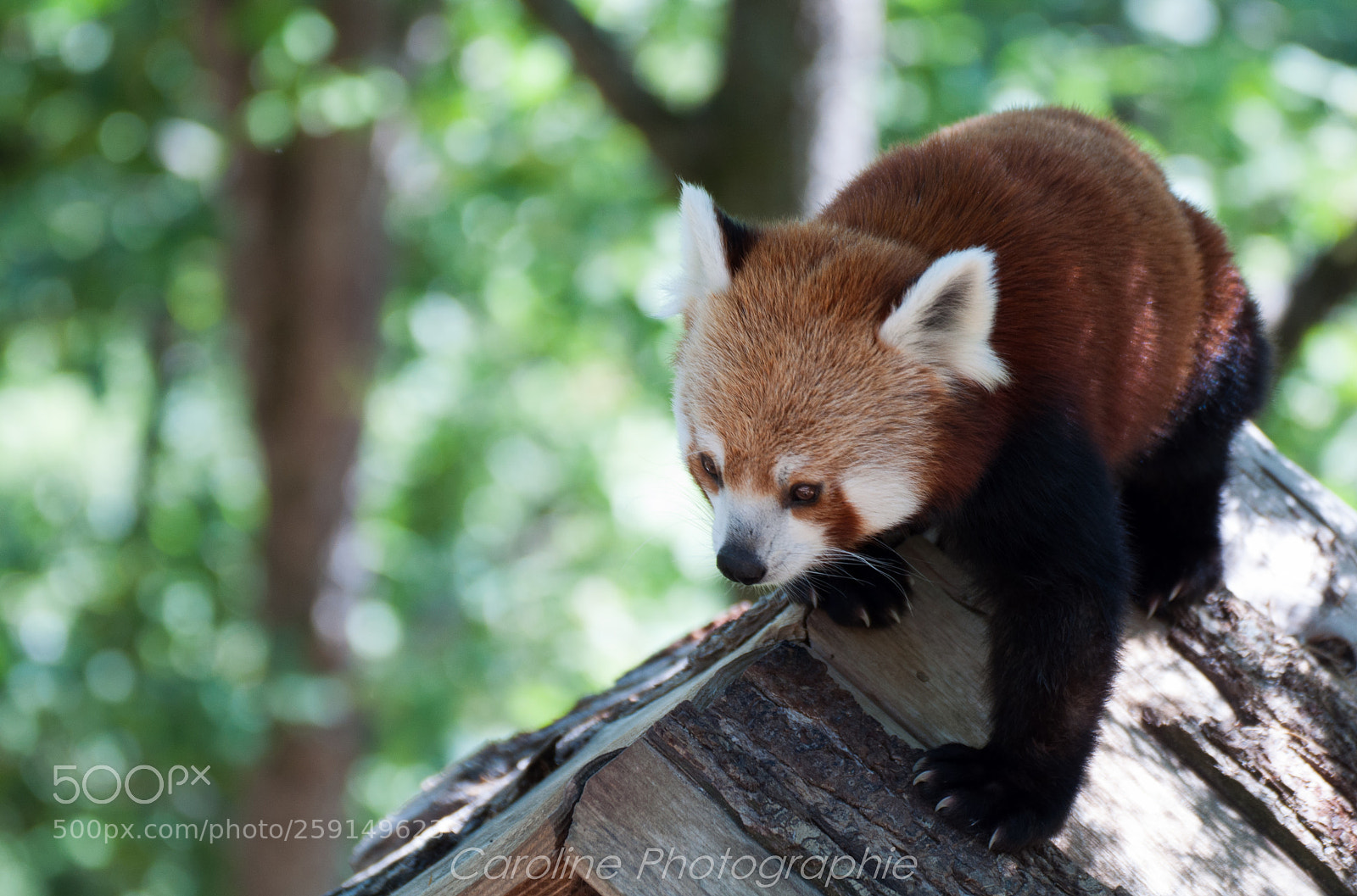 Nikon D90 sample photo. ? panda roux photography