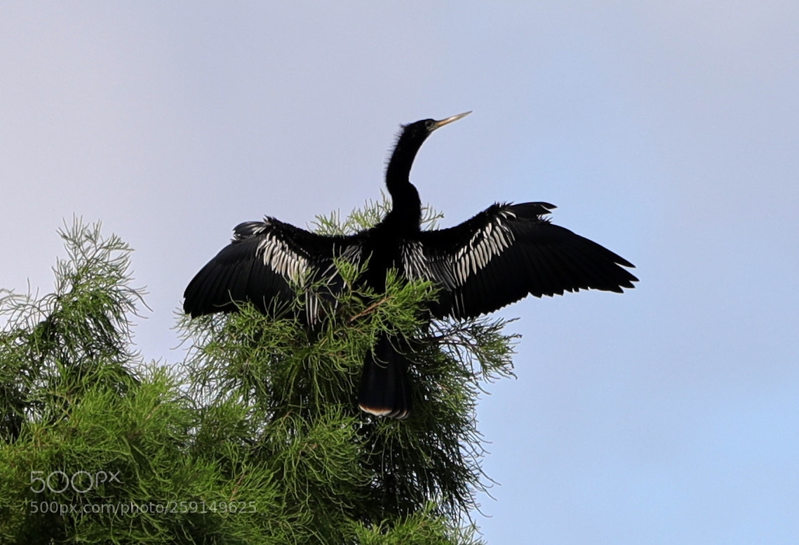 Canon EOS-1D X Mark II sample photo. 05-23-18-0019351.jpg photography