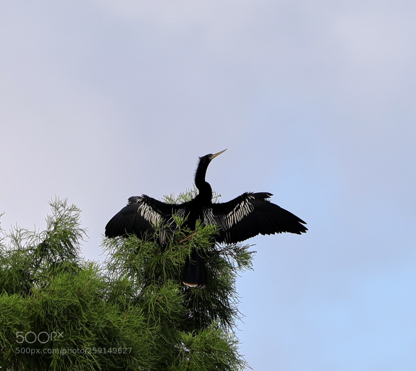 Canon EOS-1D X Mark II sample photo. 05-23-18-0019350.jpg photography