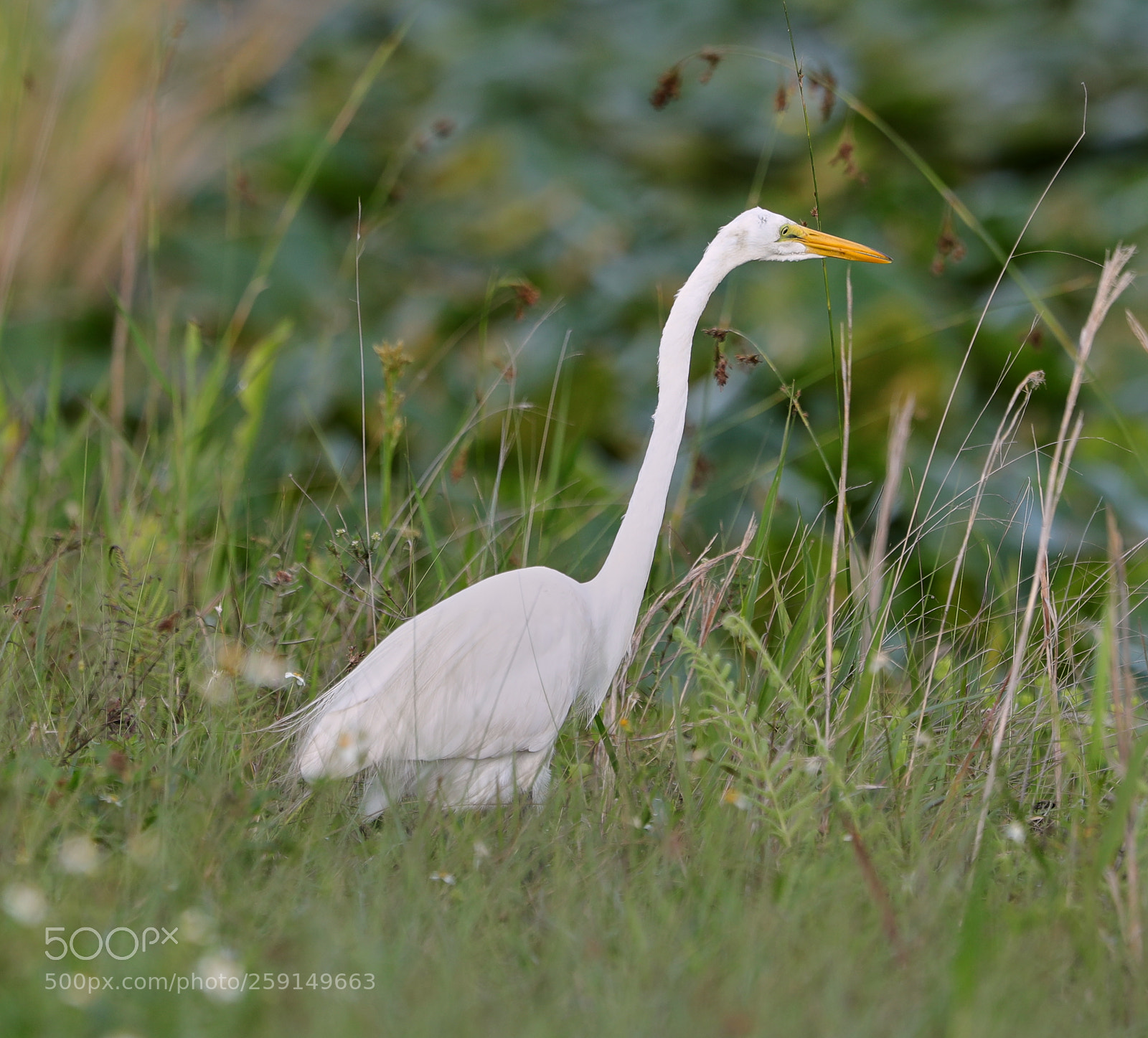 Canon EOS-1D X Mark II sample photo. 05-23-18-0019348.jpg photography
