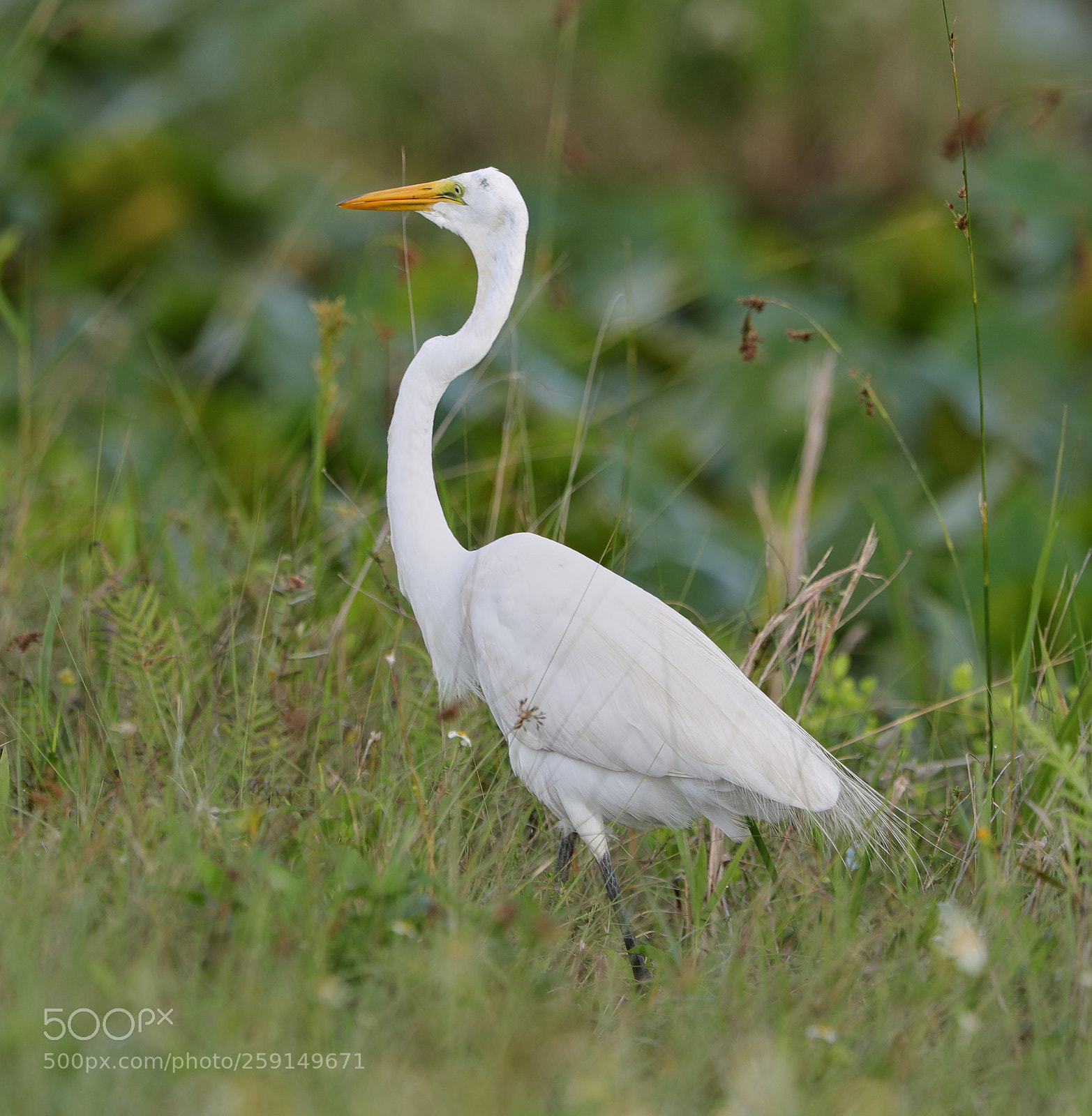 Canon EOS-1D X Mark II sample photo. 05-23-18-0019347.jpg photography
