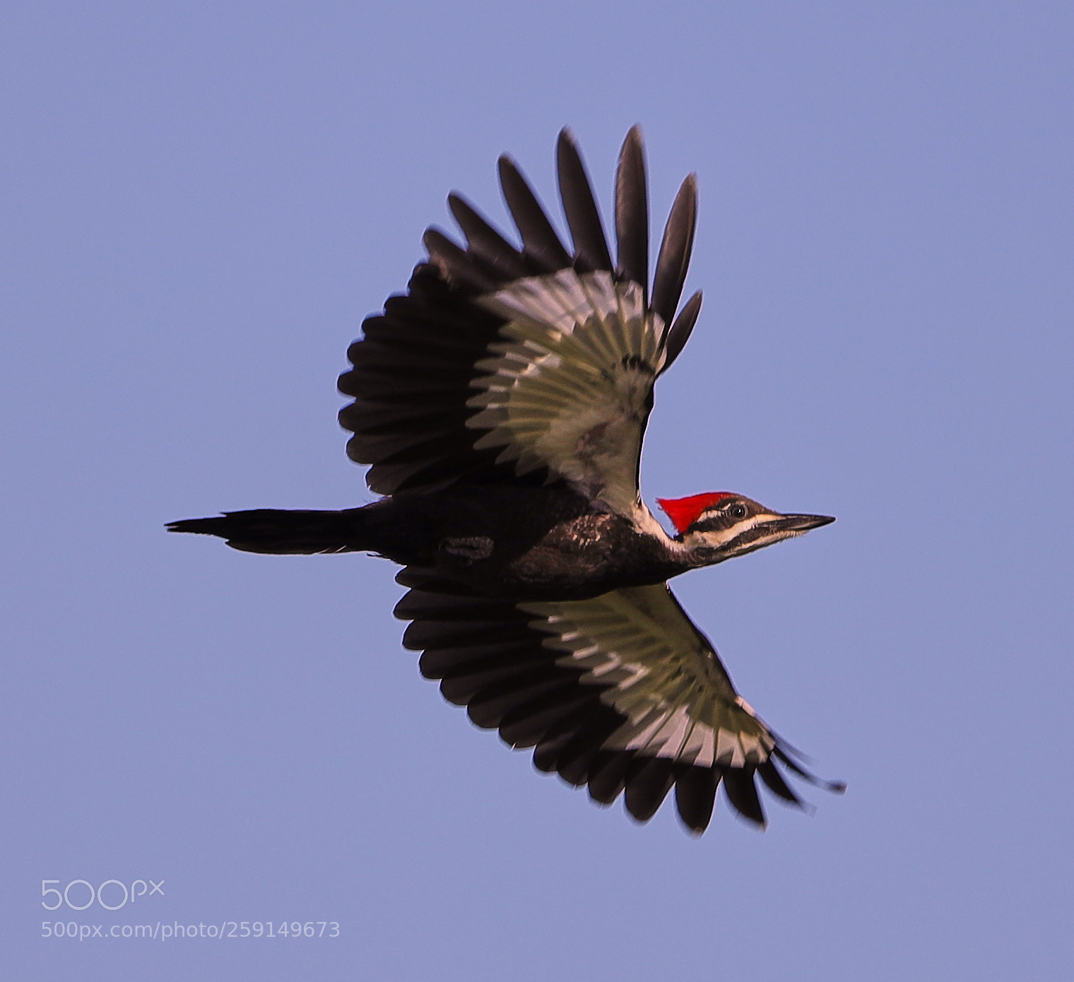 Canon EOS-1D X Mark II sample photo. 05-23-18-0019342.jpg photography
