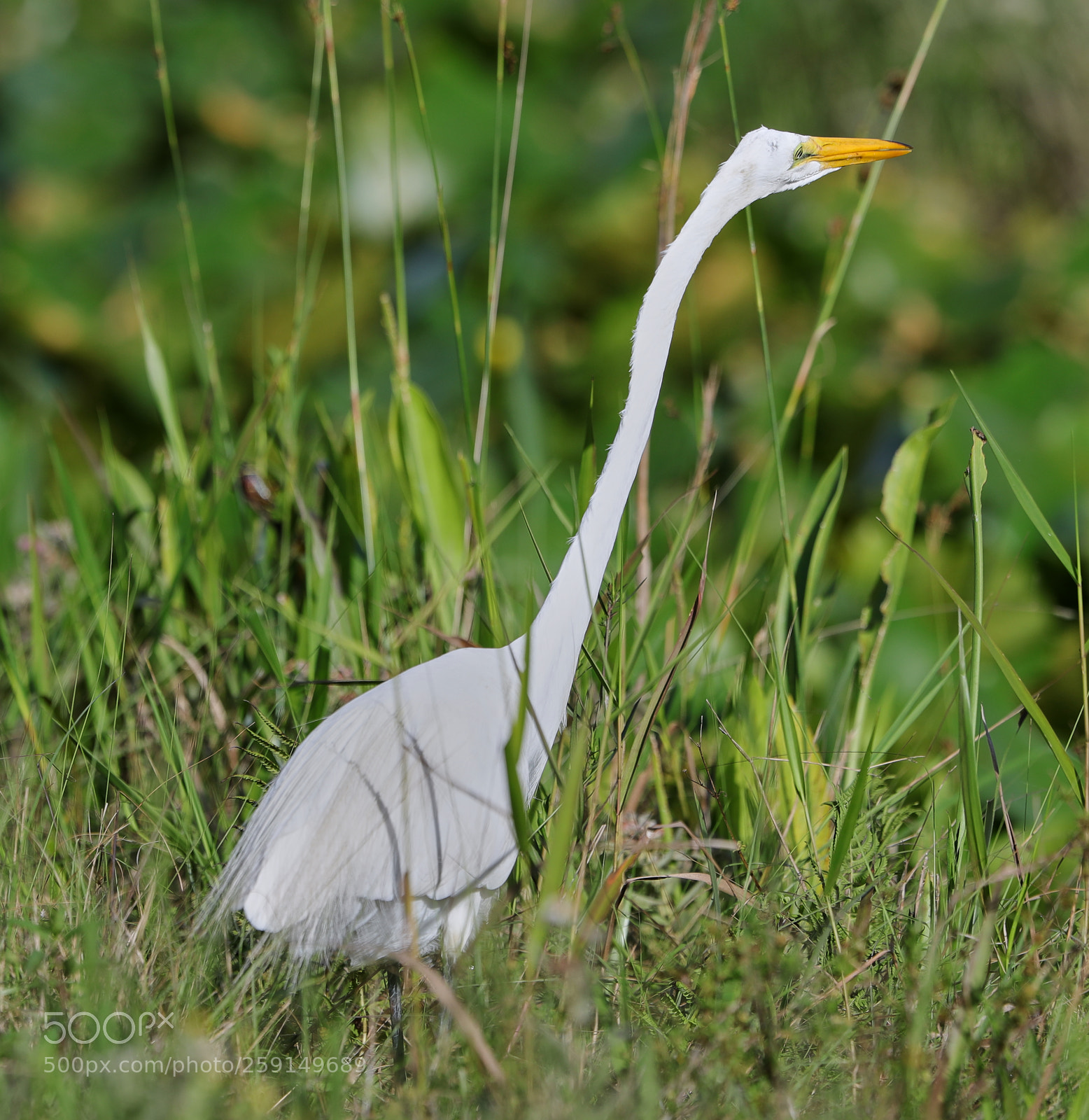 Canon EOS-1D X Mark II sample photo. 05-23-18-0019339.jpg photography