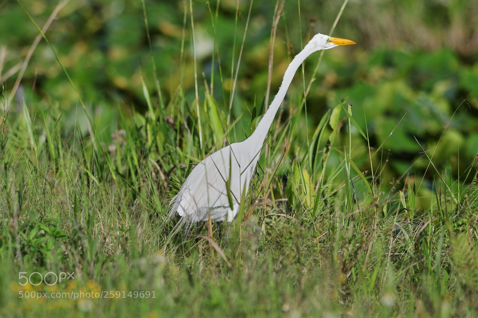 Canon EOS-1D X Mark II sample photo. 05-23-18-0019338.jpg photography