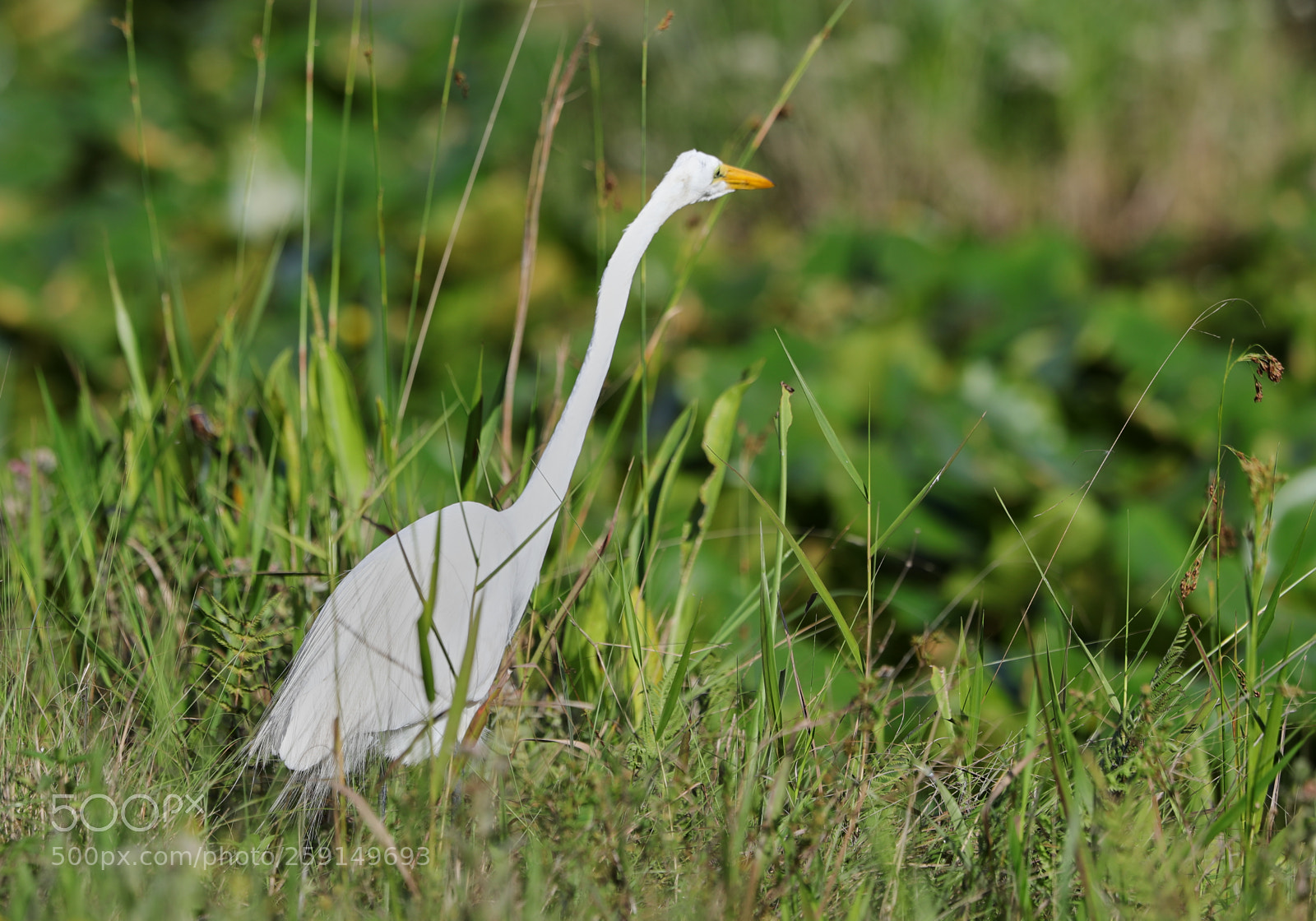 Canon EOS-1D X Mark II sample photo. 05-23-18-0019337.jpg photography
