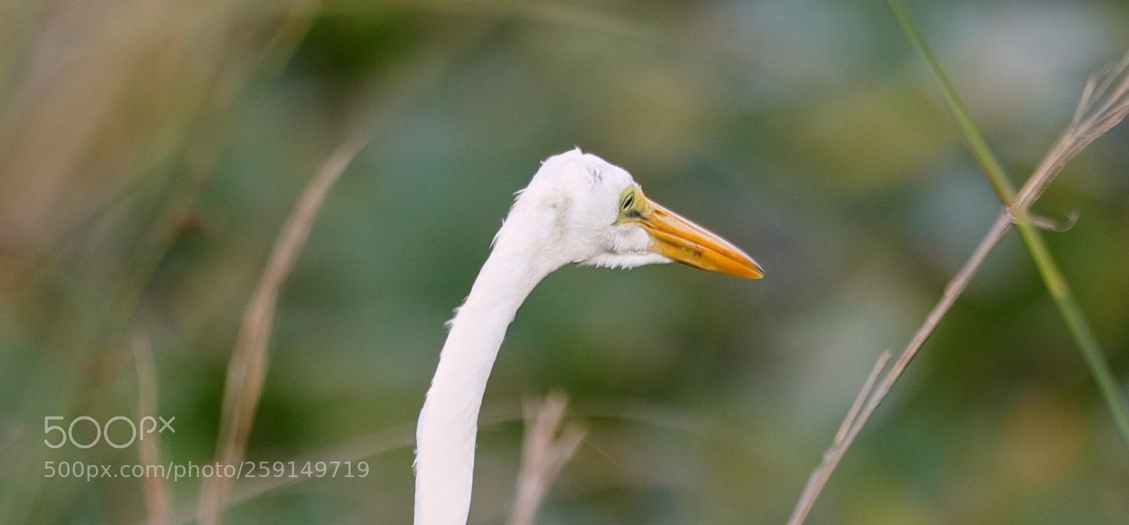 Canon EOS-1D X Mark II sample photo. 05-23-18-0019335.jpg photography