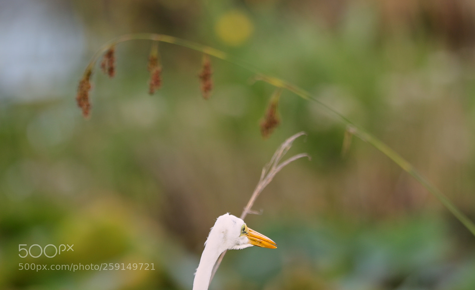 Canon EOS-1D X Mark II sample photo. 05-23-18-0019334.jpg photography
