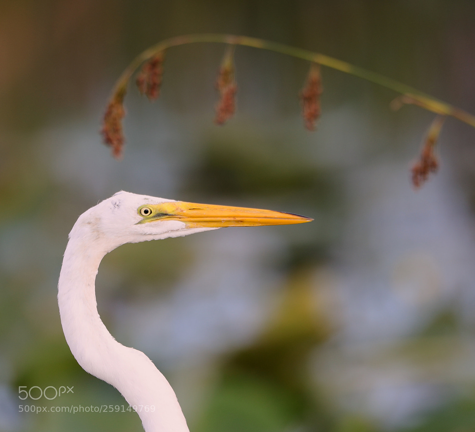 Canon EOS-1D X Mark II sample photo. 05-23-18-0019331.jpg photography