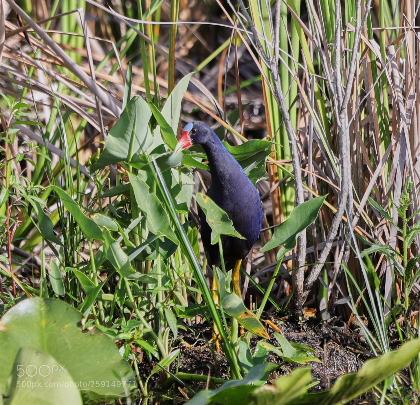Canon EOS-1D X Mark II sample photo. 05-23-18-0019327.jpg photography