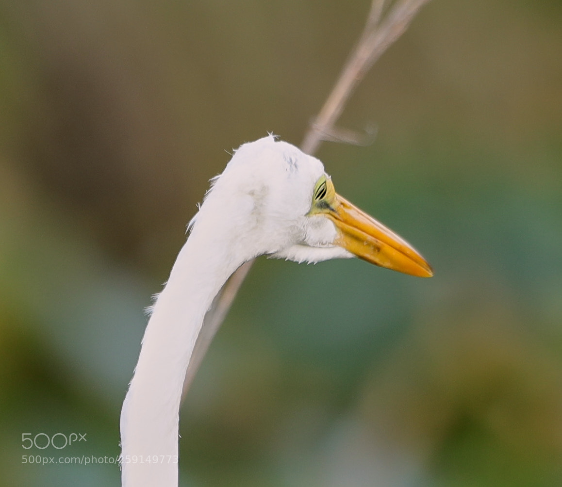 Canon EOS-1D X Mark II sample photo. 05-23-18-0019333.jpg photography