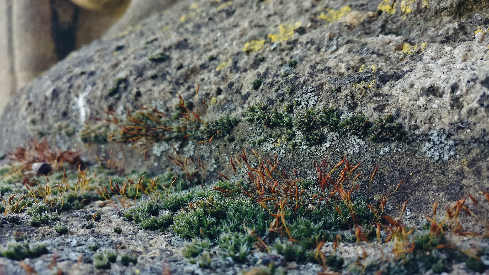 OnePlus A3000 sample photo. Along the edge photography