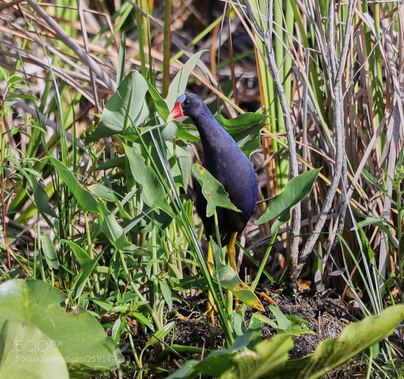 Canon EOS-1D X Mark II sample photo. 05-23-18-0019326.jpg photography