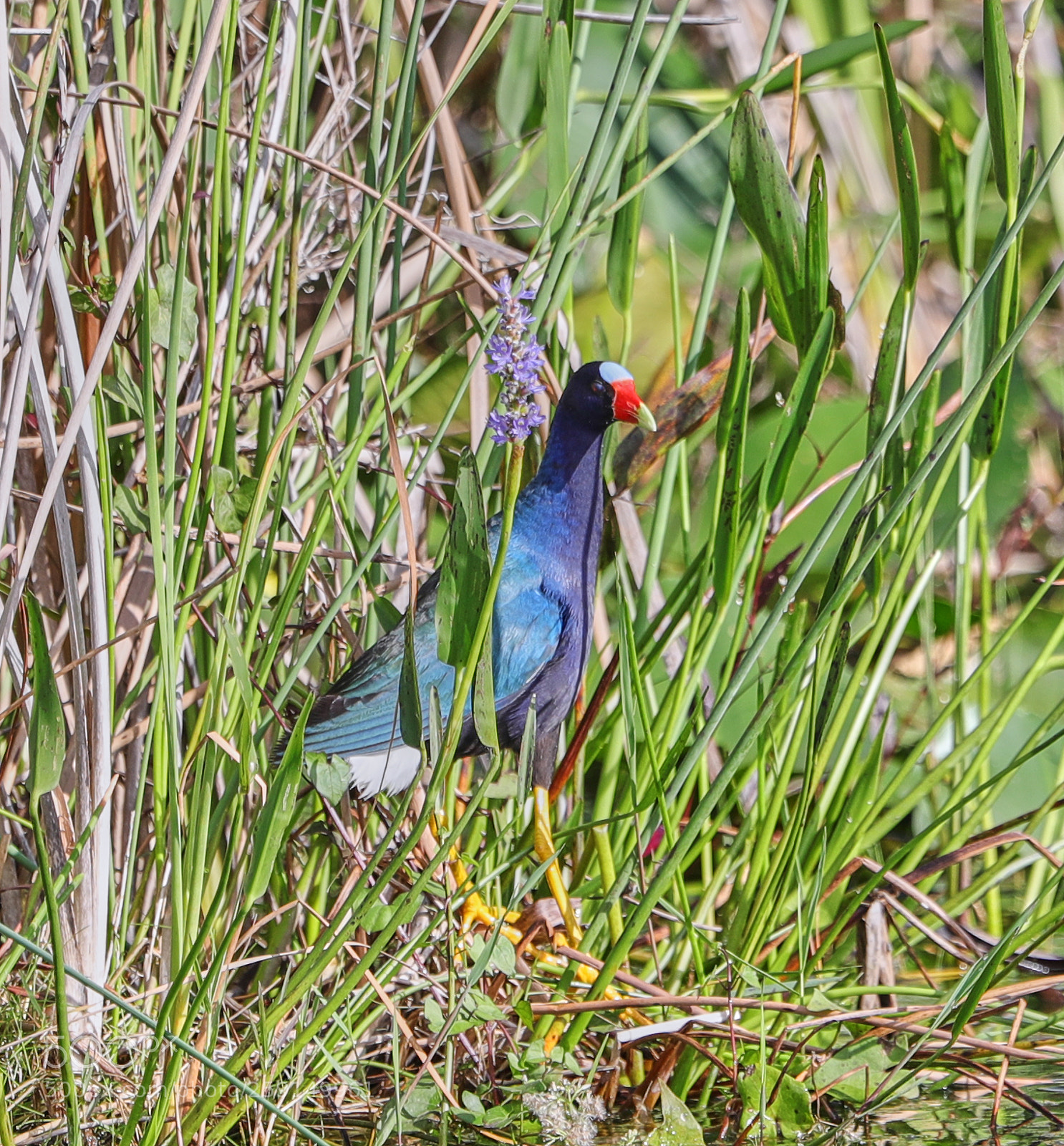 Canon EOS-1D X Mark II sample photo. 05-23-18-0019323.jpg photography
