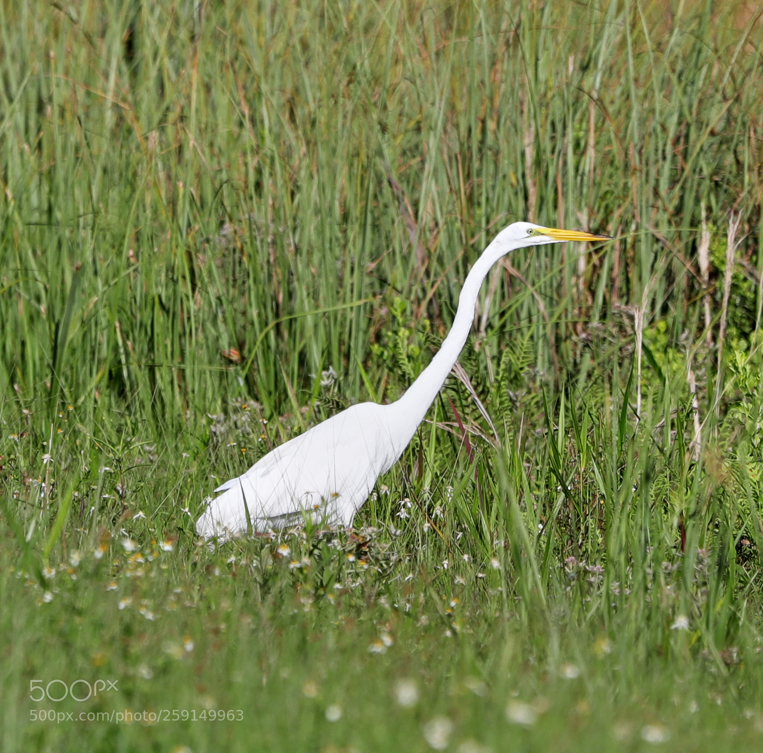 Canon EOS-1D X Mark II sample photo. 05-23-18-0019321.jpg photography