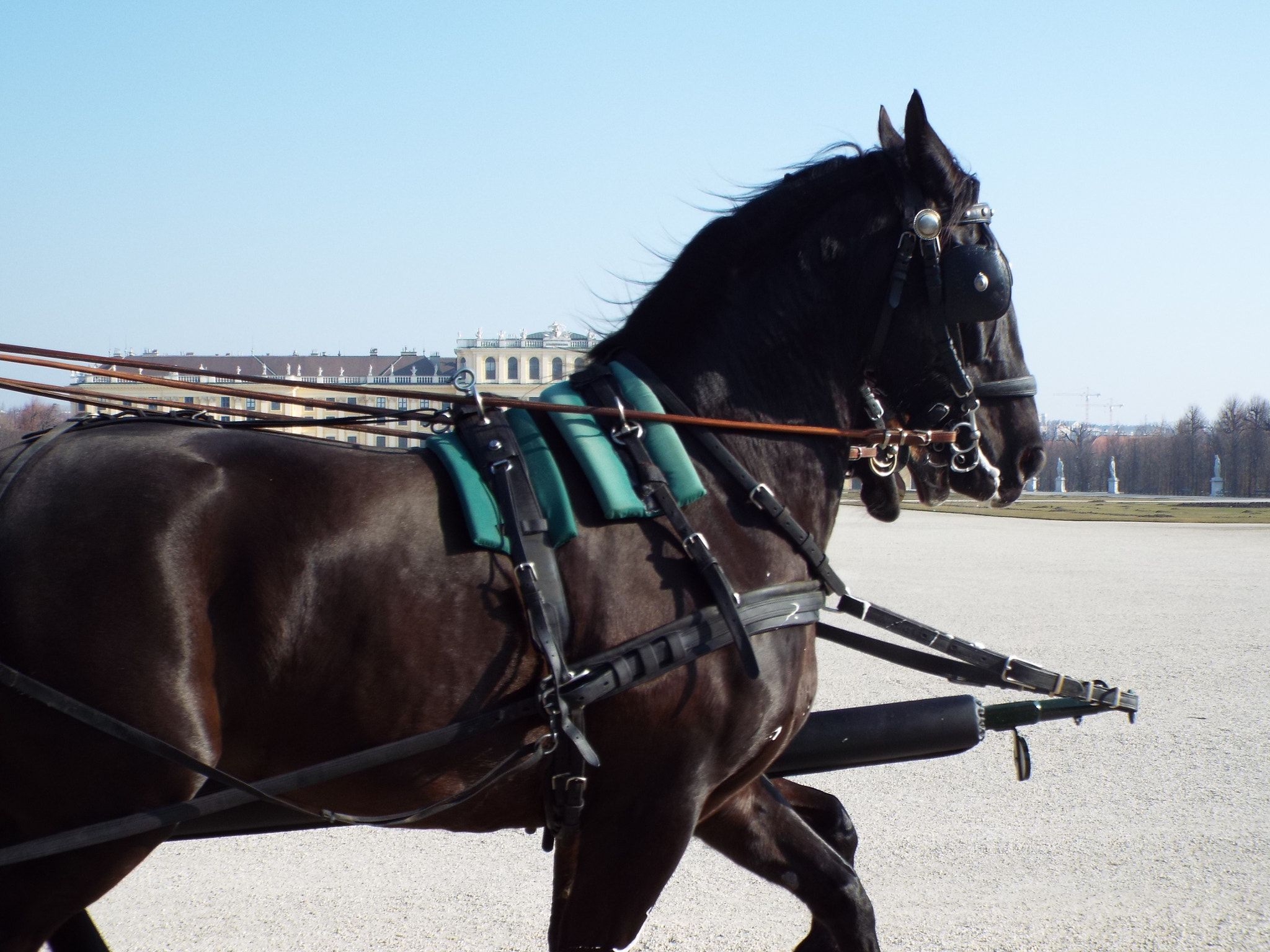 Fujifilm FinePix S9800 sample photo. Horse photography