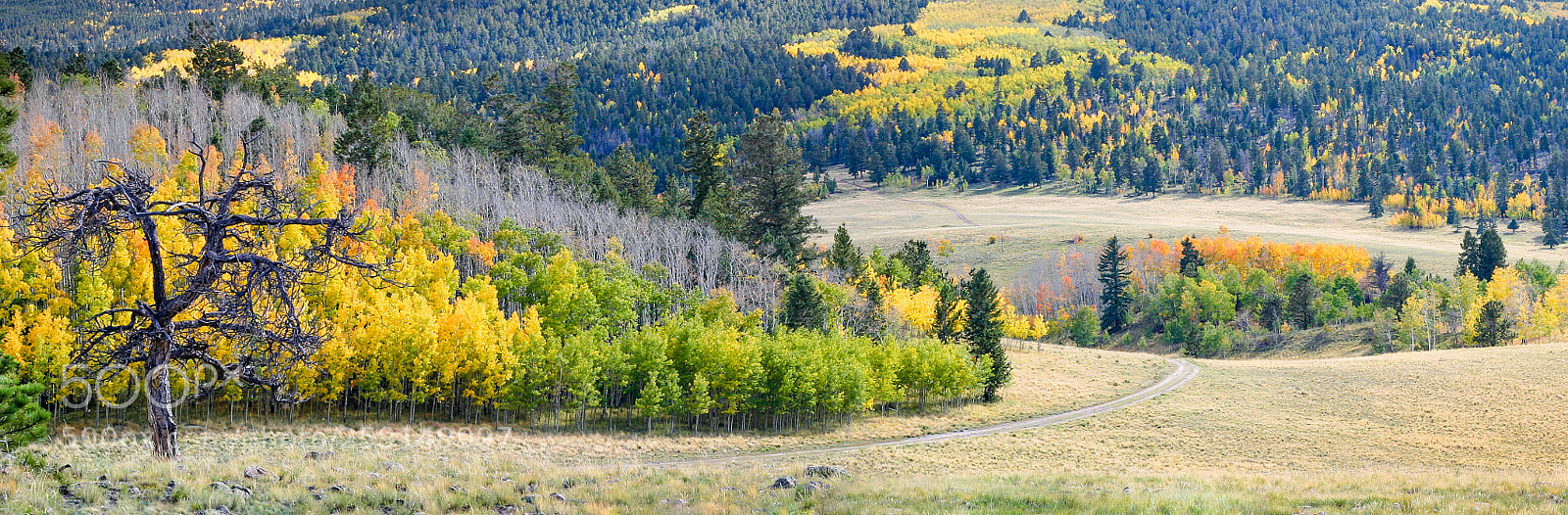 Canon EOS 300D (EOS Digital Rebel / EOS Kiss Digital) sample photo. Autumn in colorado photography