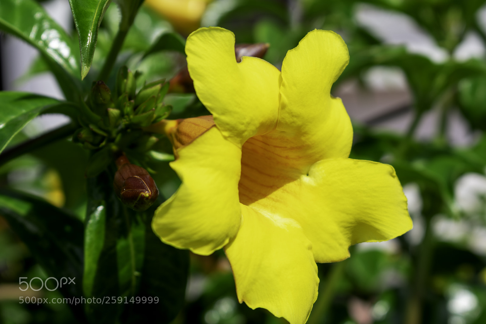 Nikon D3400 sample photo. Lovely flower photography