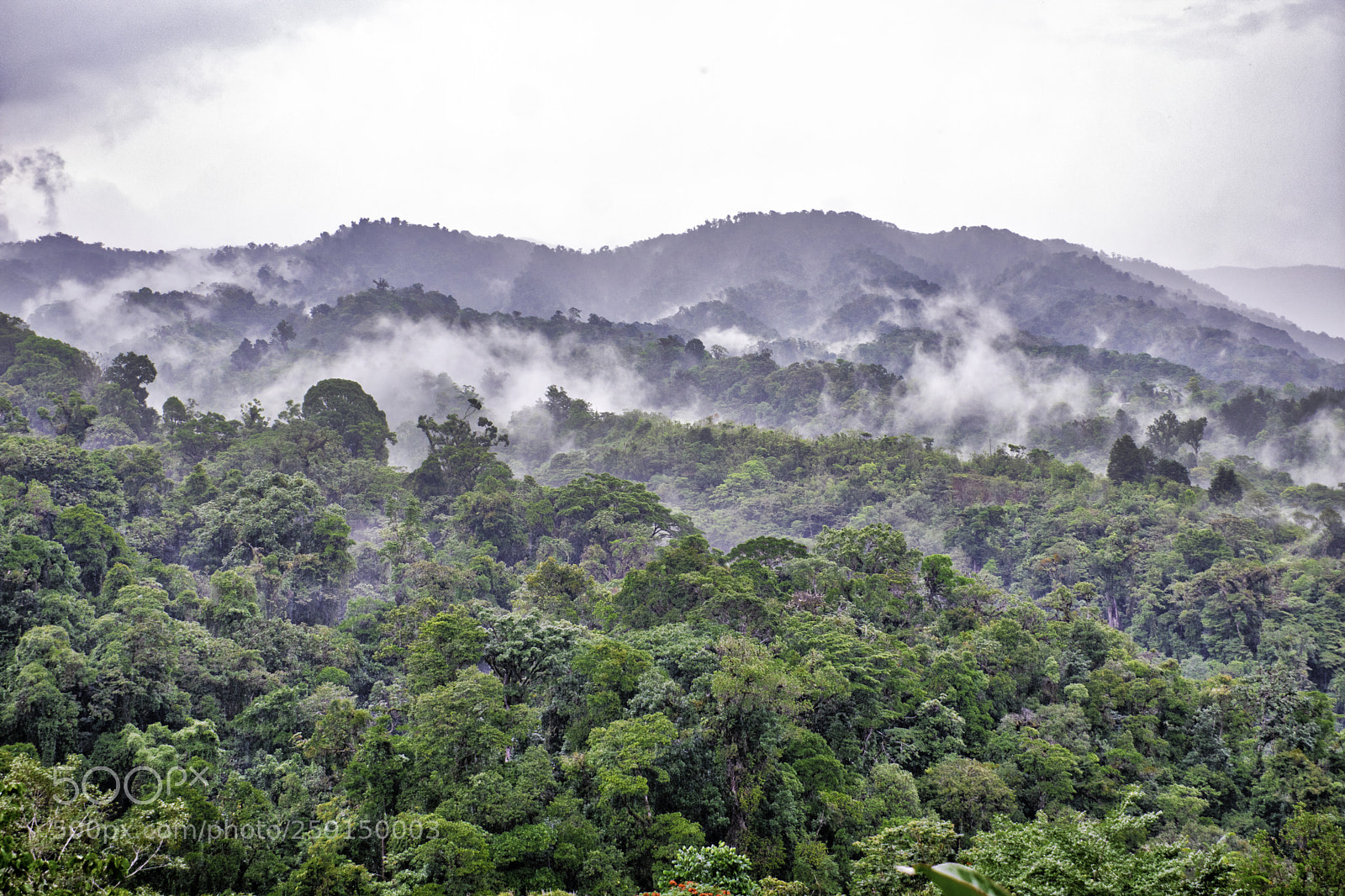 Nikon D3400 sample photo. Cloud forest photography
