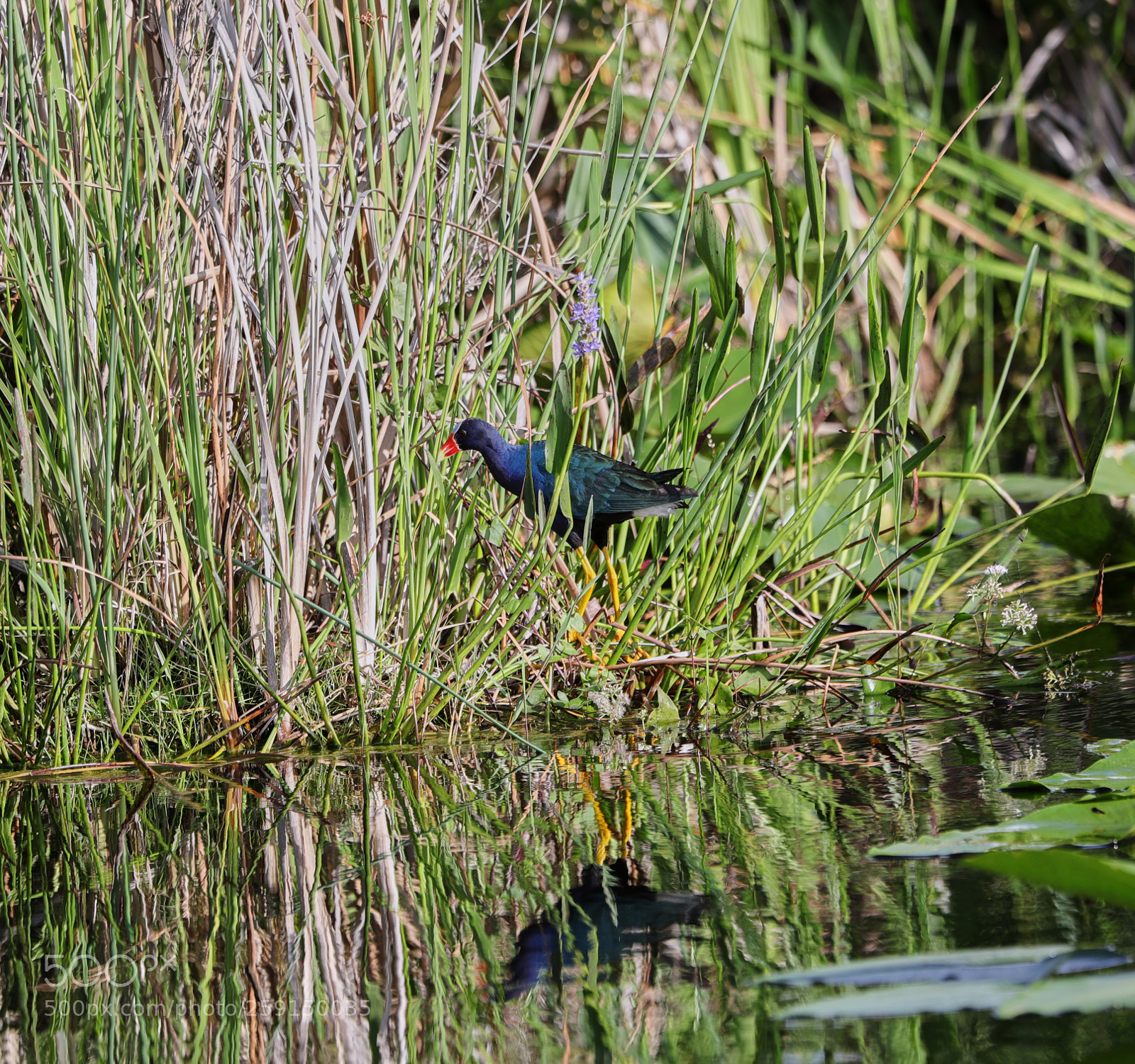 Canon EOS-1D X Mark II sample photo. 05-23-18-0019318.jpg photography