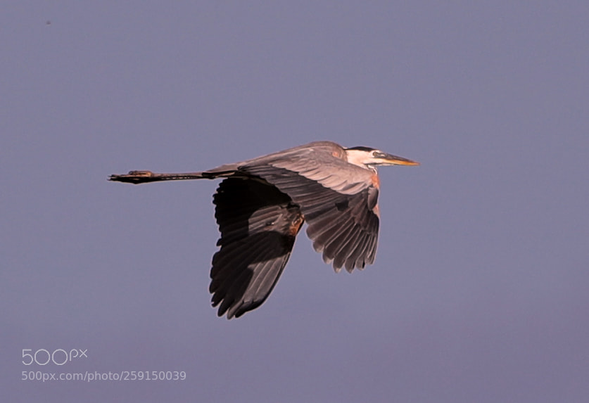 Canon EOS-1D X Mark II sample photo. 05-23-18-0019317.jpg photography
