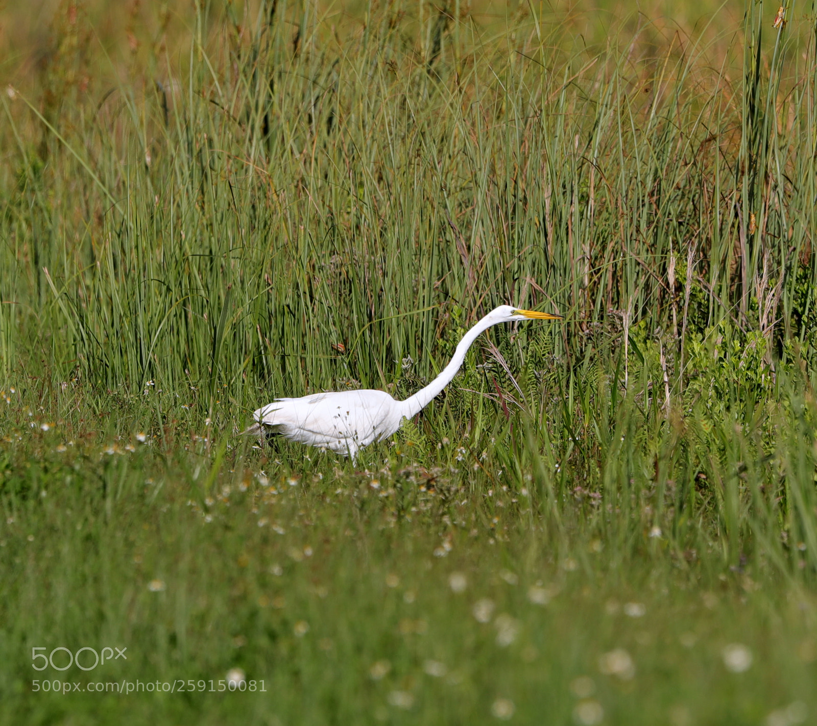 Canon EOS-1D X Mark II sample photo. 05-23-18-0019314.jpg photography