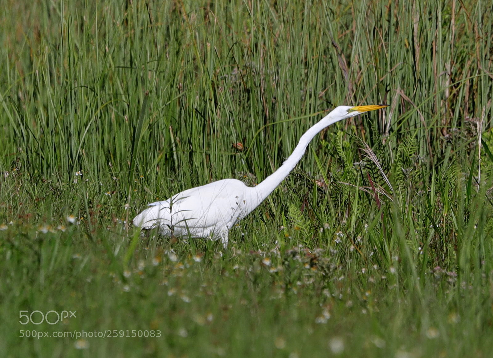 Canon EOS-1D X Mark II sample photo. 05-23-18-0019315.jpg photography