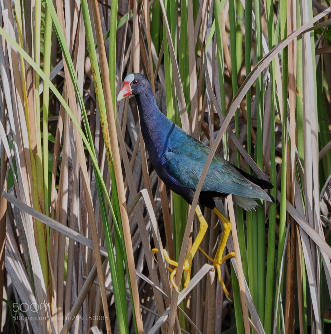 Canon EOS-1D X Mark II sample photo. 05-23-18-0019311 1.jpg photography
