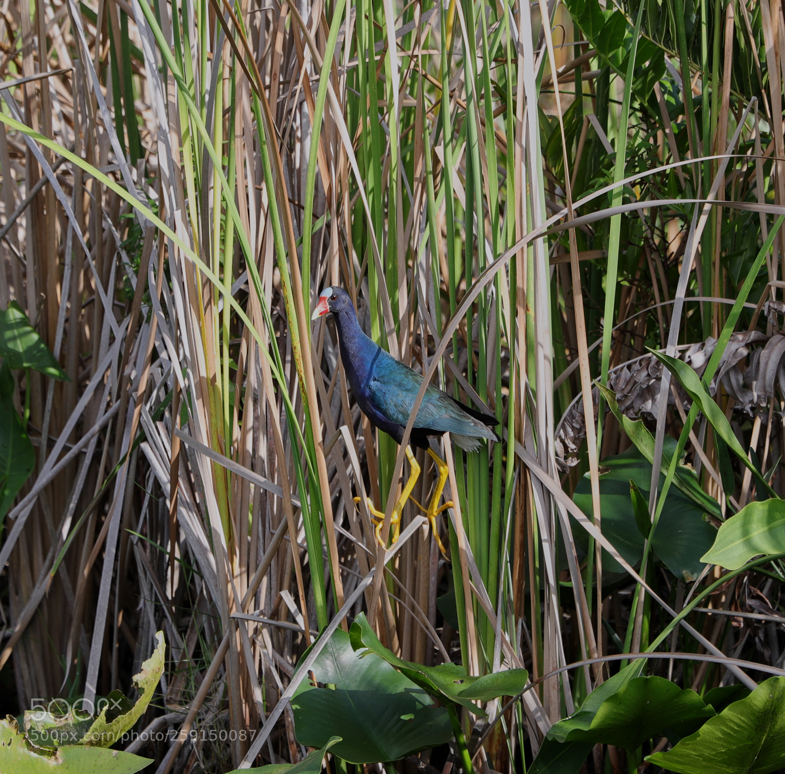 Canon EOS-1D X Mark II sample photo. 05-23-18-0019311.jpg photography