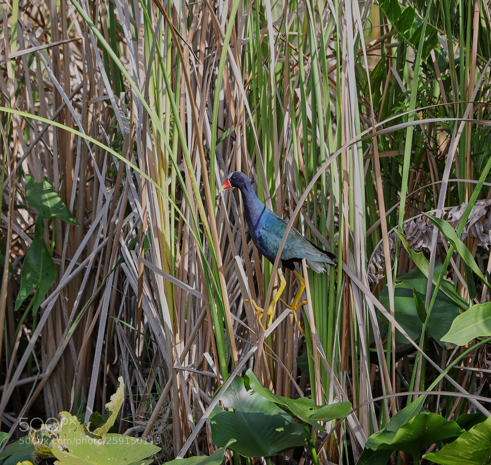 Canon EOS-1D X Mark II sample photo. 05-23-18-0019309 1.jpg photography