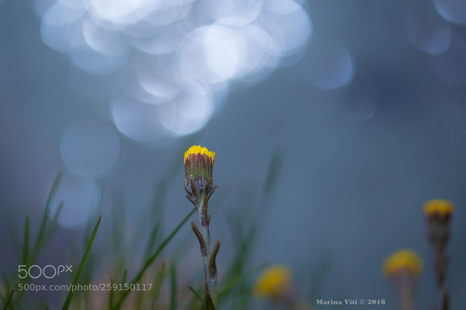 Canon EOS 6D sample photo. Dream meadow photography