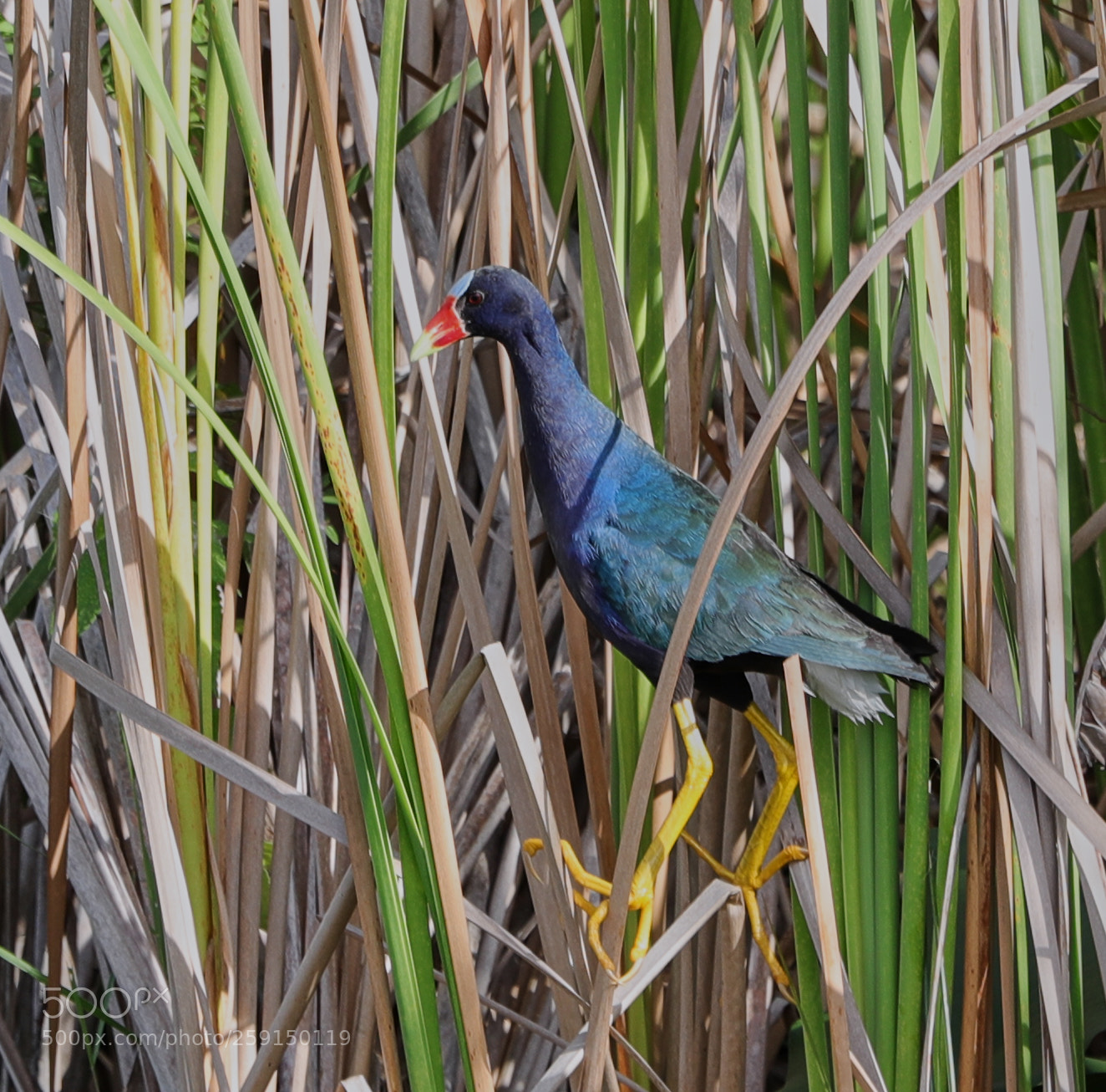 Canon EOS-1D X Mark II sample photo. 05-23-18-0019309.jpg photography