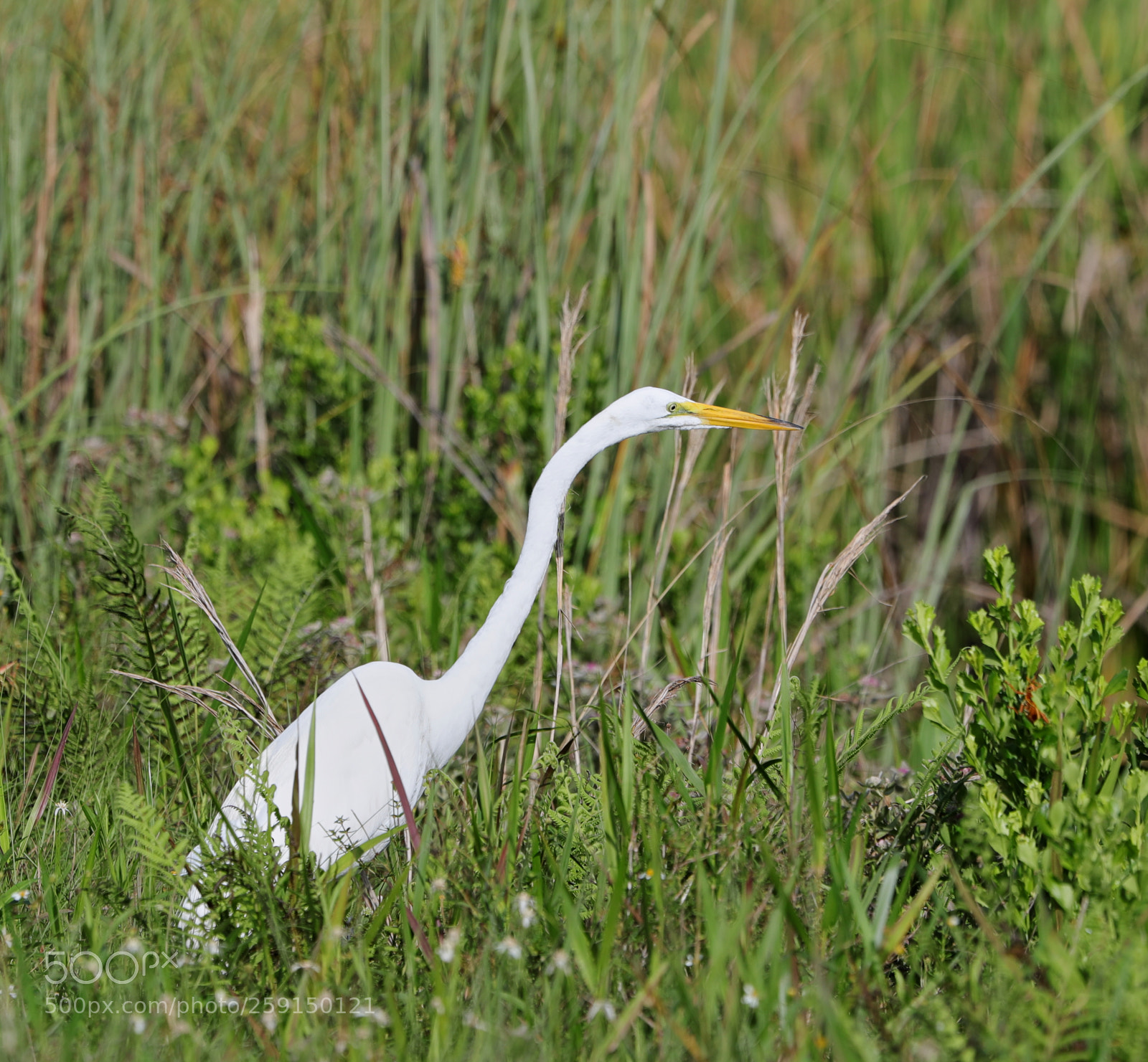 Canon EOS-1D X Mark II sample photo. 05-23-18-0019308.jpg photography